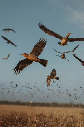 Birds and flight